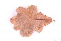 Photo Texture of Leaf 0025